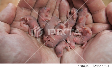 Newborn bald hamsters in the hands of man. 124343803