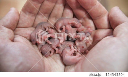 Newborn bald hamsters in the hands of man. 124343804