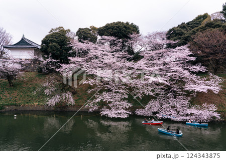 千鳥ヶ淵 お堀の桜 千鳥ヶ淵 お堀の桜 124343875