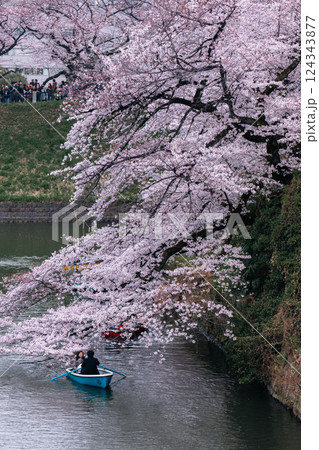 千鳥ヶ淵 お堀の桜 千鳥ヶ淵 お堀の桜 124343877