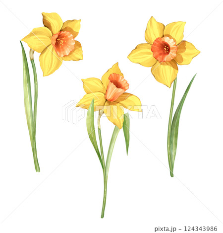Collection of yellow daffodil flowers. Spring hand painted floral illustration. 124343986