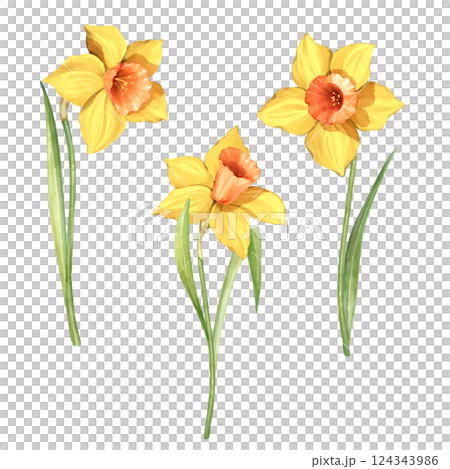 Collection of yellow daffodil flowers. Spring hand painted floral illustration. 124343986