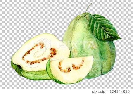 Exotic fruits on a white background. Watercolor illustration. Guava with white pulp. Whole fruit, cut piece and half. 124344059