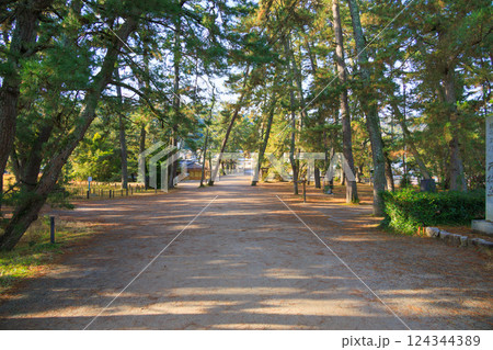 廻旋橋方面の天橋立松林 廻旋橋方面の天橋立松林 124344389