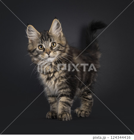 Maine Coon cat kitten on black background Maine Coon cat kitten on black background 124344416