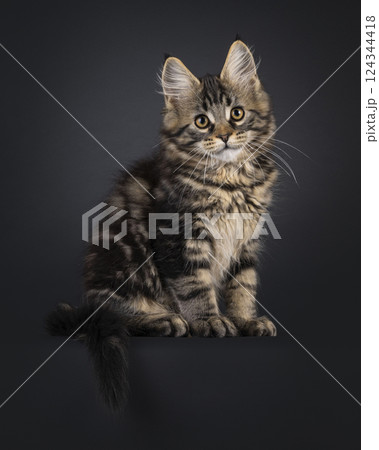 Maine Coon cat kitten on black background Maine Coon cat kitten on black background 124344418