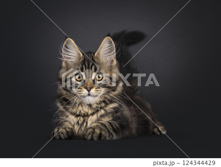 Maine Coon cat kitten on black background 124344429