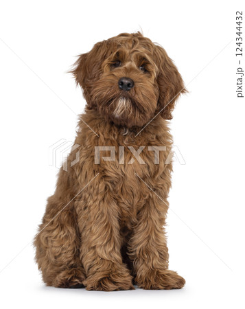 Friendly dog on white background 124344432