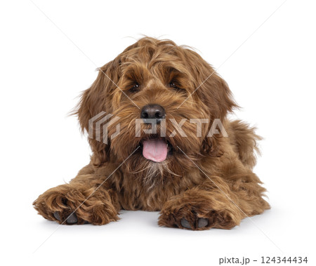 Friendly dog on white background 124344434
