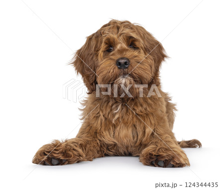 Friendly dog on white background 124344435