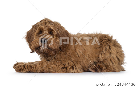 Friendly dog on white background 124344436