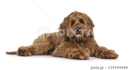 Friendly dog on white background 124344440