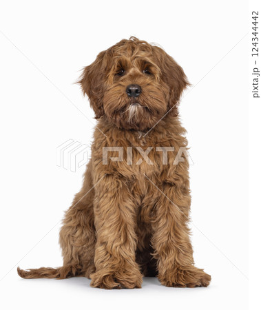 Friendly dog on white background Friendly dog on white background 124344442