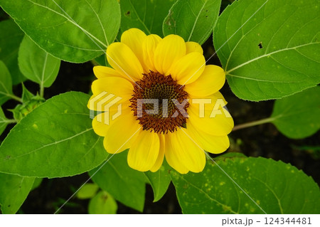 Field of sunflowers with the bright sunlight. Sunflower photos on the rear. Sunflowers are the flowers like sunny Field of sunflowers with the bright sunlight. Sunflower photos on the rear. Sunflowers are the flowers like sunny 124344481