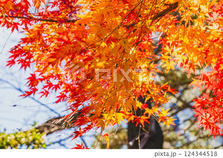 秋の青空と紅葉(静岡県) 124344518