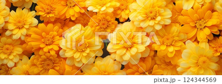 Carpet of small flowers yellow marigold in sunny day Carpet of small flowers yellow marigold in sunny day 124344569