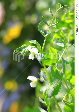 豌豆(エンドウ)の花と実 豌豆(エンドウ)の花と実 124344859