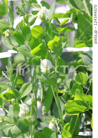 豌豆(エンドウ)の花と実 豌豆(エンドウ)の花と実 124344870