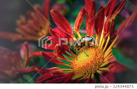 Chrysanthemum flower and a bee on it, close-up. Blurred image, selective focus 124344873