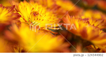 Fresh bright chrysanthemums. Japanese, Korean style. Background for a beautiful postcard. Autumn flowers in the garden. Blooming fire chrysanthemums. Blurred image 124344902