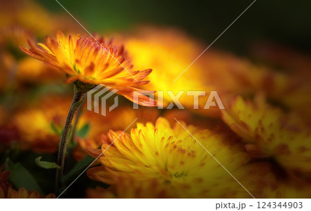 Fresh bright chrysanthemums. Japanese, Korean style. Background for a beautiful postcard. Autumn flowers in the garden. Blooming fire chrysanthemums. Blurred image. selective focus 124344903