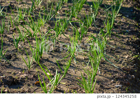 green onions growing in the garden, vegetable green onions growing in the garden, vegetable 124345258