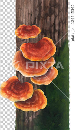 Realistic watercolor Reishi mushrooms growing on a mossy tree trunk, isolated on a white background Realistic watercolor Reishi mushrooms growing on a mossy tree trunk, isolated on a white background 124345369