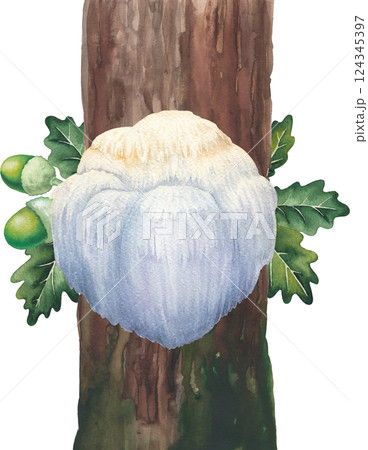 Watercolor Lion's Mane mushroom growing on a mossy tree trunk. Hand-painted design isolated on a white background Watercolor Lion's Mane mushroom growing on a mossy tree trunk. Hand-painted design isolated on a white background 124345397