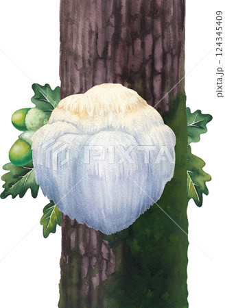 Watercolor Lion's Mane mushroom growing on a mossy tree trunk. Hand-painted design isolated on a white background Watercolor Lion's Mane mushroom growing on a mossy tree trunk. Hand-painted design isolated on a white background 124345409
