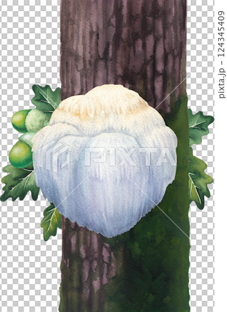 Watercolor Lion's Mane mushroom growing on a mossy tree trunk. Hand-painted design isolated on a white background 124345409