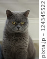猫癒し 124345522