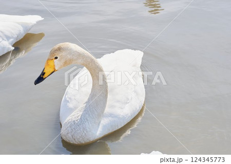 北海道の春に訪れるハクチョウ 124345773