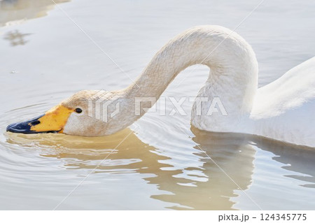 水を飲む北海道の春に訪れるハクチョウ 水を飲む北海道の春に訪れるハクチョウ 124345775