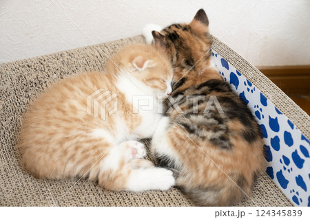 爪研ぎの上で眠る2匹のスコティッシュフォールドの仔猫 爪研ぎの上で眠る2匹のスコティッシュフォールドの仔猫 124345839
