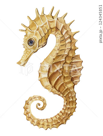 yellow seahorse watercolor illustration marine animal isolated ocean creature painting, underwater tropical sea wildlife 124345851