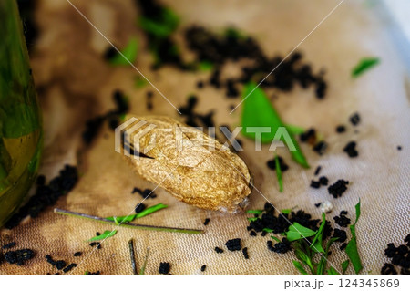 Dried Silkworm Cocoon Isolated on a White Background, Showcasing Its Unique Texture and Color Dried Silkworm Cocoon Isolated on a White Background, Showcasing Its Unique Texture and Color 124345869