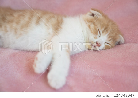 ピンクバックと眠るスコティッシュフォールドの仔猫 ピンクバックと眠るスコティッシュフォールドの仔猫 124345947