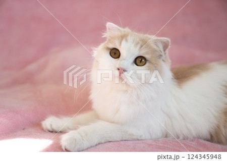 ピンクバックとスコティッシュフォールド 124345948