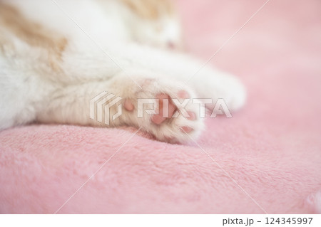 ピンクバックとスコティッシュフォールドの仔猫の肉球 ピンクバックとスコティッシュフォールドの仔猫の肉球 124345997