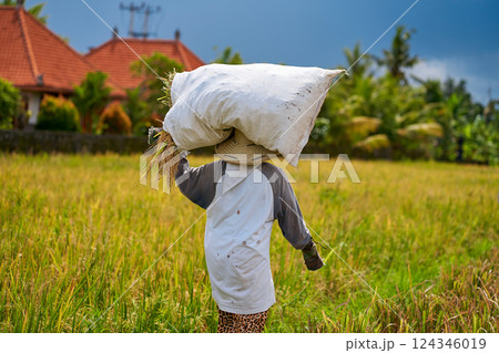 Harvest season in a rice field. An Asian farmer carries a bag of mowed rice on his head. Harvest season in a rice field. An Asian farmer carries a bag of mowed rice on his head. 124346019
