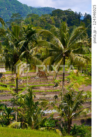 Panorama of the amazing landscape of Asian rice terraces. Palm trees in a rice paddy on the island of Bali. A view of the bright green rice fields. Panorama of the amazing landscape of Asian rice terraces. Palm trees in a rice paddy on the island of Bali. A view of the bright green rice fields. 124346025