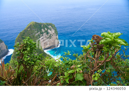 A monkey sits on a tree with a view of the ocean and a cliff on the island of Nusa Penida. A monkey sits on a tree with a view of the ocean and a cliff on the island of Nusa Penida. 124346050