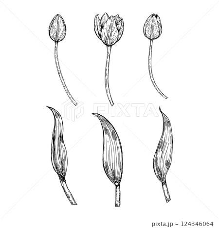 Black and white hand drawn illustration of tulip flower buds and leaves in different stages. Suitable for botanical themes, spring projects, flower compositions and educational materials. Black and white hand drawn illustration of tulip flower buds and leaves in different stages. Suitable for botanical themes, spring projects, flower compositions and educational materials. 124346064
