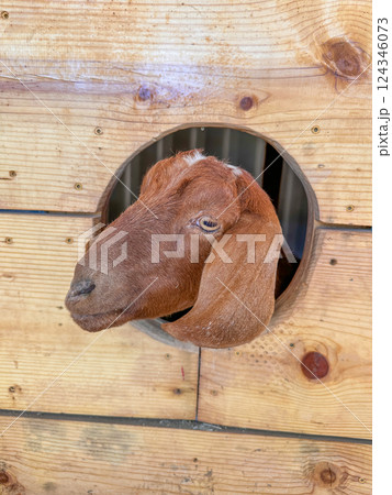 Dairy goats close-up, portrait of a goat with big ear ready for feeding Dairy goats close-up, portrait of a goat with big ear ready for feeding 124346073