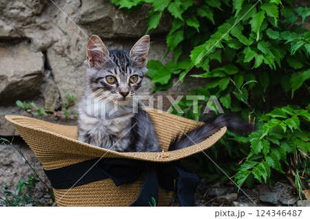 Cute kitten sitting in straw hat outdoors with stone wall and green plants 124346487