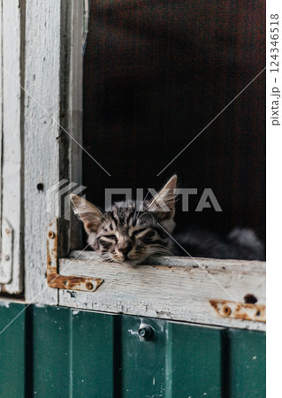 A sleepy kitten rests with eyes closed on a rustic wooden windowsill, against a dark background. Concept of tranquility and relaxation A sleepy kitten rests with eyes closed on a rustic wooden windowsill, against a dark background. Concept of tranquility and relaxation 124346518