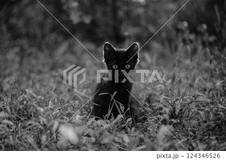 Captivating black and white portrait of a tiny kitten gazing directly into the camera, showcasing innocence and curiosity Captivating black and white portrait of a tiny kitten gazing directly into the camera, showcasing innocence and curiosity 124346526