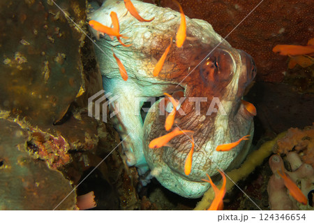 An Octopus is trying to hide in a coral reef while small orange fish are swimming around it An Octopus is trying to hide in a coral reef while small orange fish are swimming around it 124346654