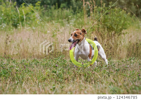 Small Jack Russell terrier playing with green throwing disc, standing and waiting with circle around her neck, tongue out 124346785