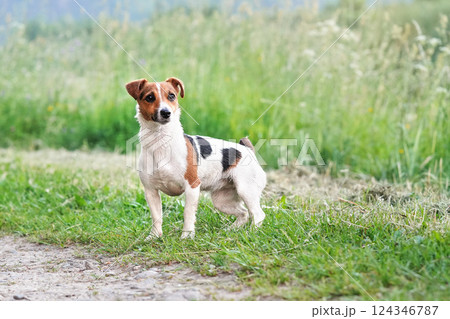 Small Jack Russell terrier dog standing on country road, blurred grass in background and around, her fur wet from swimming in river 124346787